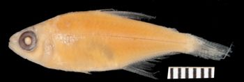 Media type: image;   Ichthyology 166277 Aspect: lateral,description